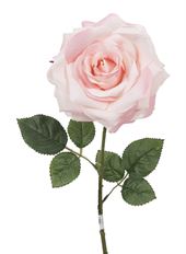 ROSE STEM KING 21.5" TT PINK