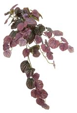 PEPEROMIA HANGING BUSH 24" BURG