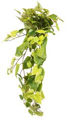 POTATO VINE HANGING BUSH 36" GRN