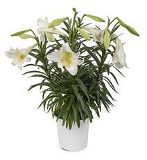 8" TRIPLE EASTER LILY