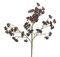 SEDUM SPRAY PLASTIC 16" PLUM