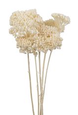YARROW BLEACHED 5/PK