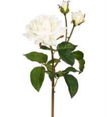 ENGLISH ROSE SWEET JULIET 22"