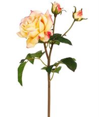 ENGLISH ROSE SWEET JULIET 22" CORAL