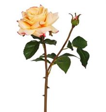 ENGLISH ROSE TITANIA 19" CORAL