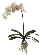 ORCHID PHALAENOPSIS 42.5" WHT