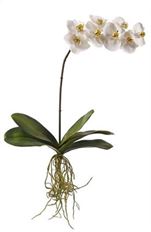 ORCHID PHALANOPSIS PLANT 32" WHT