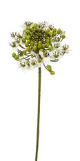 ONION BLOSSOM STEM 24" WHITE