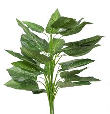 PHILODENDRON 36" GREEN