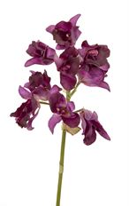 ORCHID CATTLEYA FUCHSIA MINI