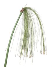 PAPYRUS GRASS STEM GREEN 69"