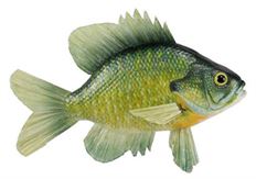 FISH SUNFISH 10" NATURAL