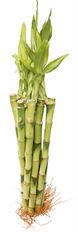 LUCKY BAMBOO STEM (MEDIUM)