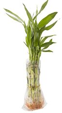 LUCKY BAMBOO STEM (SMALL)