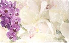 CARD ORCHIDS NO SENTIMENT 50/PKG