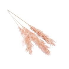 PAMPAS GRASS 47-53" PINK 3/PK