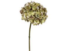 HYDRANGEA SHORT STEM 19" GRN/PURP