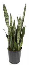 8" SANSEVIERIA