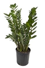8" ZZ PLANT