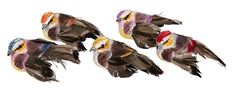 BIRD 3" ASSORTED 12/PK