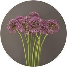 ALLIUM GLADIATOR