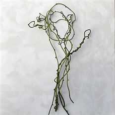 KIWI VINE GRASS GREEN 6/BU