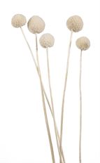 CRASPEDIA BLEACHED 5/PK