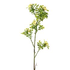 BOXWOOD BERRY STEM 36" CREAM