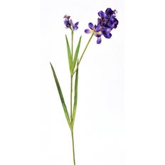 FREESIA 36" PURPLE