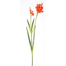 FREESIA 36" ORANGE
