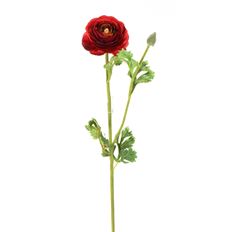 RANUNCULUS 26" RED