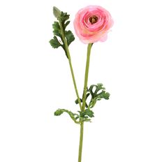 RANUNCULUS 26" PINK