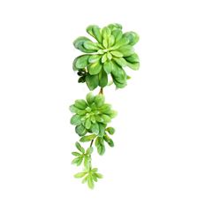 SUCCULENT HANGING PICK X7 GRN