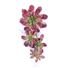 SUCCULENT HANGING PICK X7 GIG