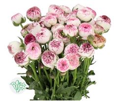 RANUNCULUS ASSORTED