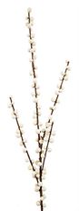 BERRY BRANCH 29" WR CREAM WHITE