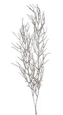 BRANCH TWIG 44&quot; FROSTED NAT