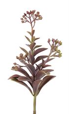 SUCCULENT LAGOTIS 14"