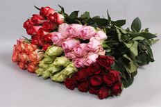 ROSE COLORS ASSORTED 50cm
