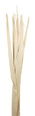 SUNPALM LEAVES BLEACHED 7/PK