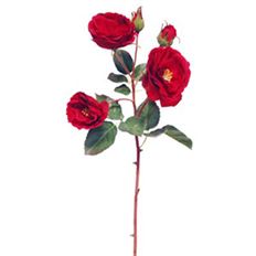 ROSE CANTEBURY 21" RED