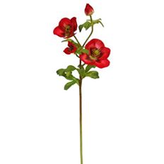 HELLEORES ROSE NT 18" RED