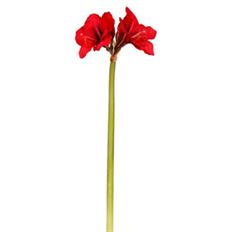 AMARYLLIS X2 26.5&quot; RED