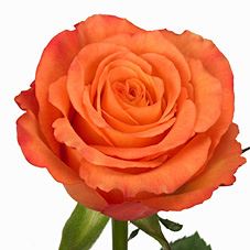 ROSE ORANGE