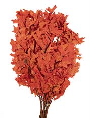 OAK TRANSPARENT PERSIMMON 16 OZ