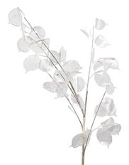 LUNARIA 30" CLEAR