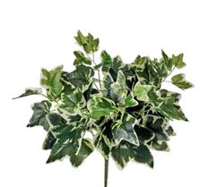 IVY UV BUSH X8 14" VARIGATED GRN