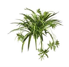 SPIDER PLANT X80 32" CR/GRN
