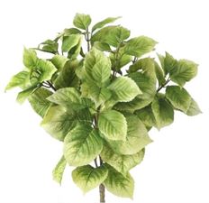 HYDRANGEA LEAF BUSH X7 20" GR/CR