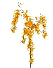 FORSYTHIA WEEPING 53" YELLOW